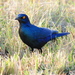 Cape Starling - Photo (c) Vince Smith, some rights reserved (CC BY-NC-SA)