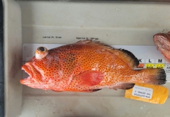 Epinephelus guttatus