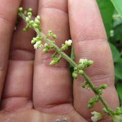 Angiospermae