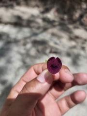 Aristolochia tuitensis