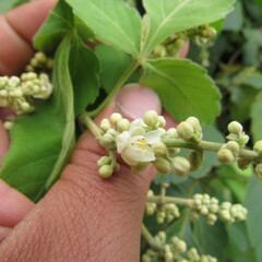 Angiospermae
