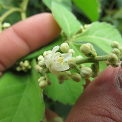 Angiospermae