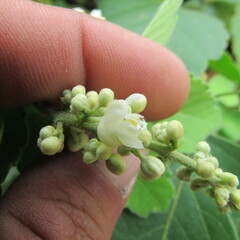 Angiospermae