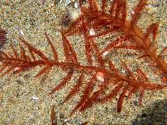 Cumathamnion decipiens