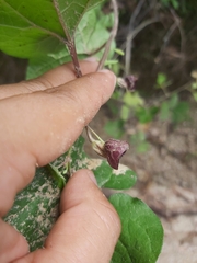 Aristolochia tuitensis