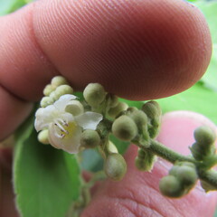 Angiospermae