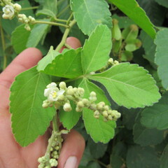 Angiospermae
