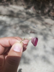 Aristolochia tuitensis