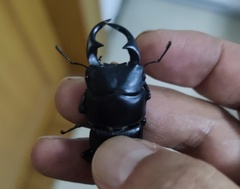 Dorcus hopei hopei