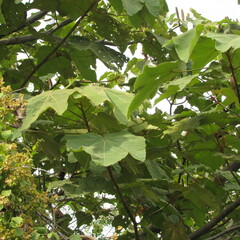 Ochroma pyramidale