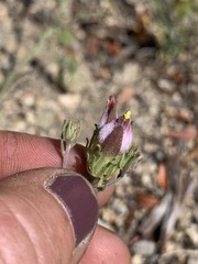 Cordylanthus eremicus