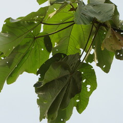 Ochroma pyramidale