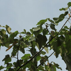 Ochroma pyramidale
