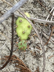 Opuntia drummondii