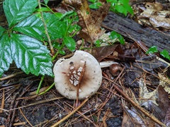 Amanita solaniolens