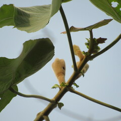Ochroma pyramidale