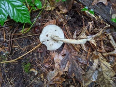 Amanita solaniolens