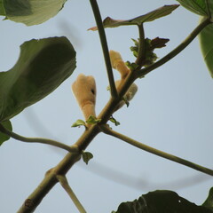 Ochroma pyramidale