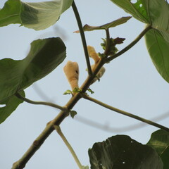 Ochroma pyramidale