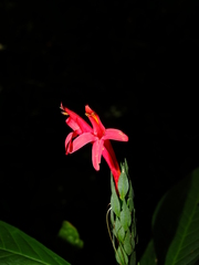 Pachystachys coccinea