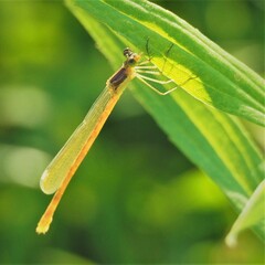 Lestes unguiculatus