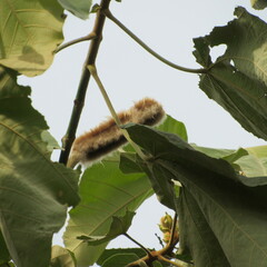 Ochroma pyramidale