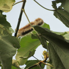 Ochroma pyramidale