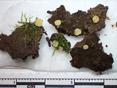 Pseudoboubovia benkertii