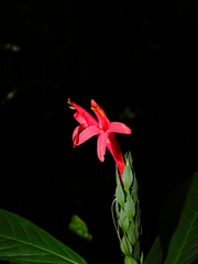 Pachystachys coccinea