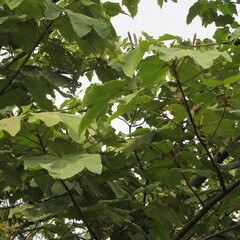 Ochroma pyramidale