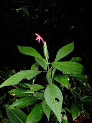 Pachystachys coccinea