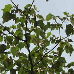 Ochroma pyramidale