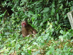 Macaca arctoides