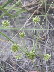 Cyperus grayi