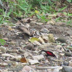 Ramphocelus dimidiatus
