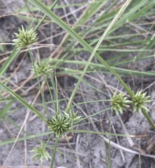 Cyperus grayi