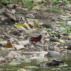 Ramphocelus dimidiatus