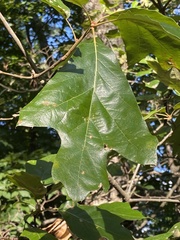 Quercus
