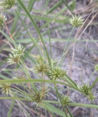 Cyperus grayi