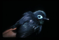 Platysteira jamesoni