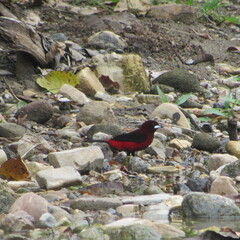 Ramphocelus dimidiatus