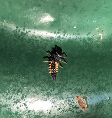 Harmonia axyridis