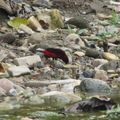 Ramphocelus dimidiatus
