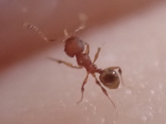 Pheidole navigans