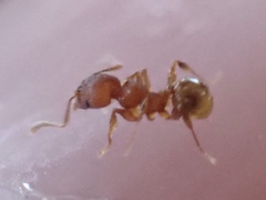 Pheidole navigans