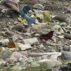 Ramphocelus dimidiatus