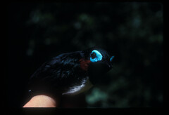 Platysteira jamesoni