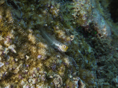 Ecsenius yaeyamaensis