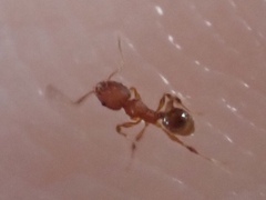 Pheidole navigans