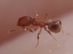 Pheidole navigans